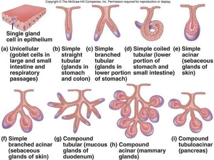 Types Of Exocrine Glands With Their Locations