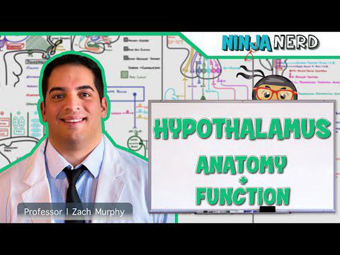 Structure and Function of Hypothalamus