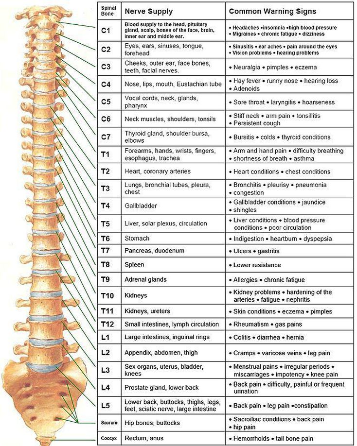 Nerves distribution MEDizzy