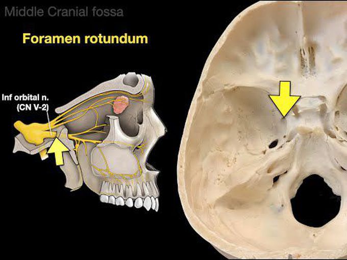 Anatomy of the skull: Introduction