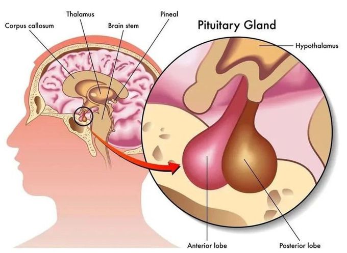 Pituitary Gland