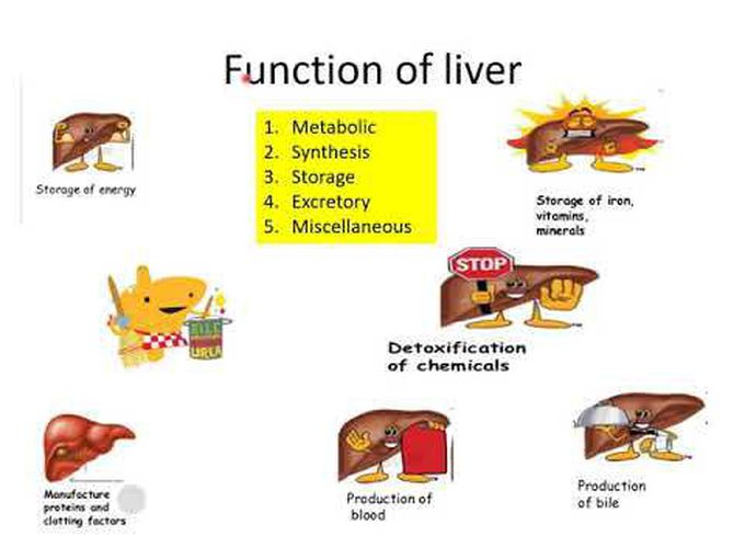 Anatomy and physiology of liver