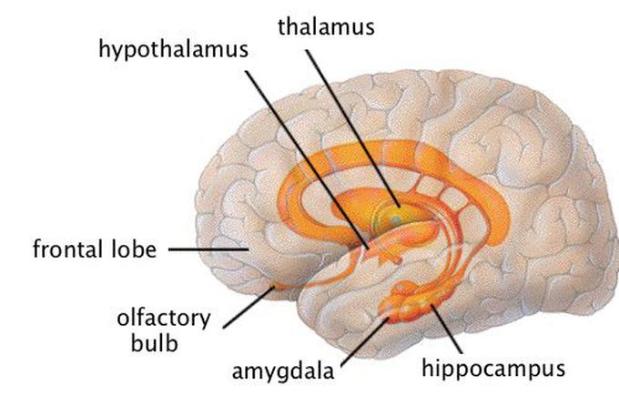 The Limbic System (Emotional Part of Brain)