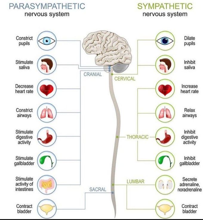 Parasympathetic vs sympathetic