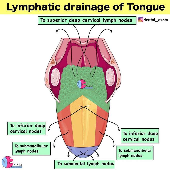 Lymphatic drainage of tongue