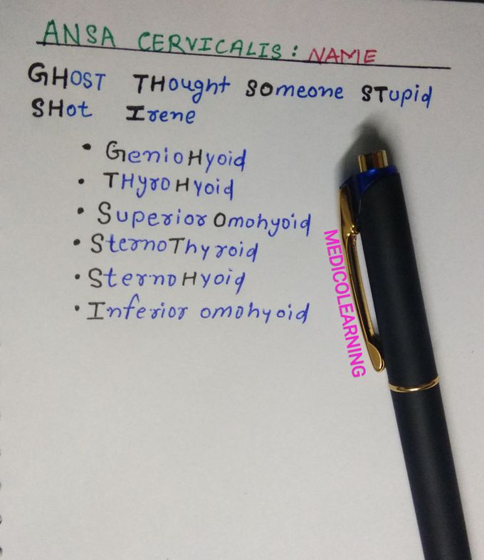 Anatomy