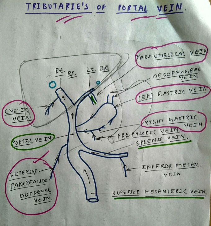 Portal vein tributaries