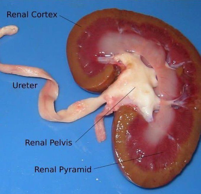 KIDNEY