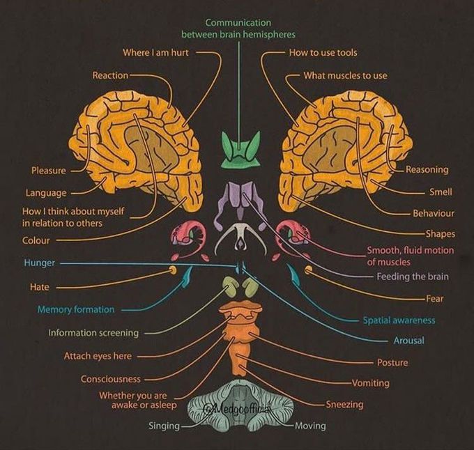 Brain 🧠