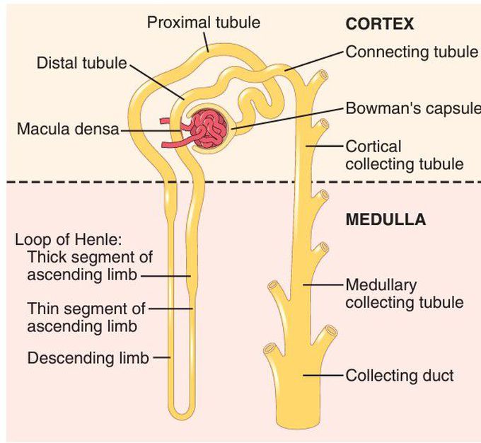 Basic tubular segments of the nephron.