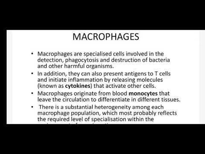 Types of Monocytes- Histology of MACROPHAGES