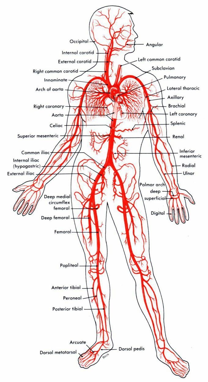 Artery system