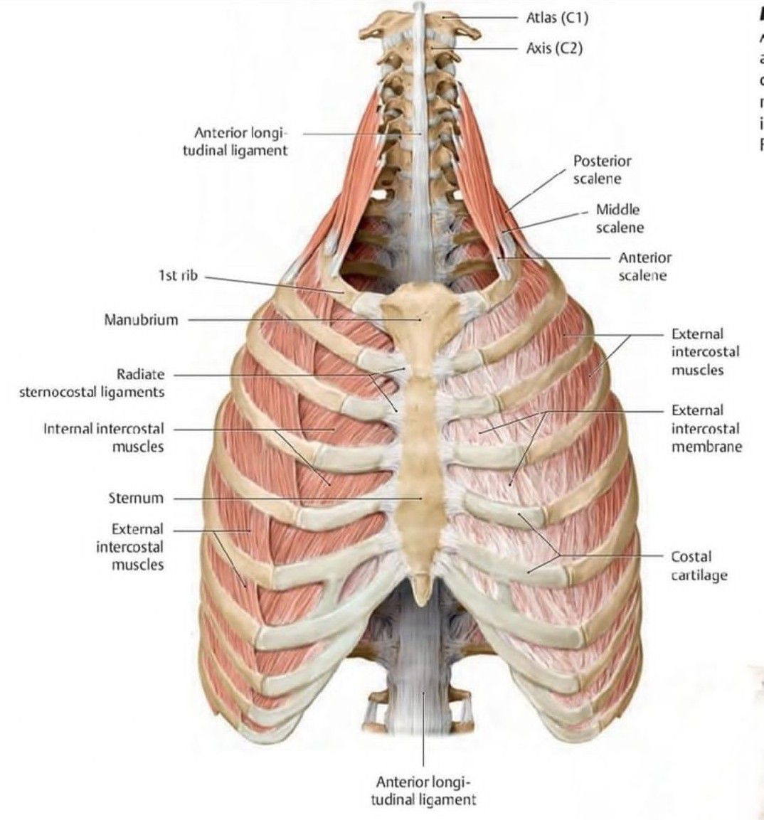 Muscles of the Thoracic Wall - MEDizzy