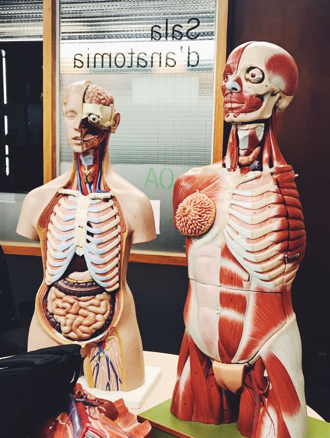 Anatomy class ✨😍