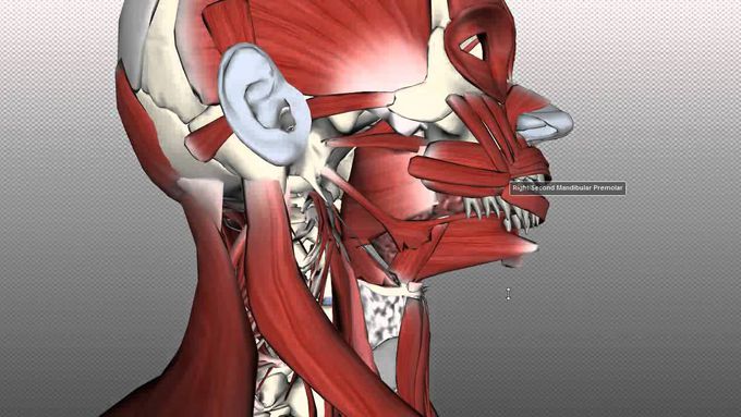 3D animation of the hyoid bone and muscles of tongue