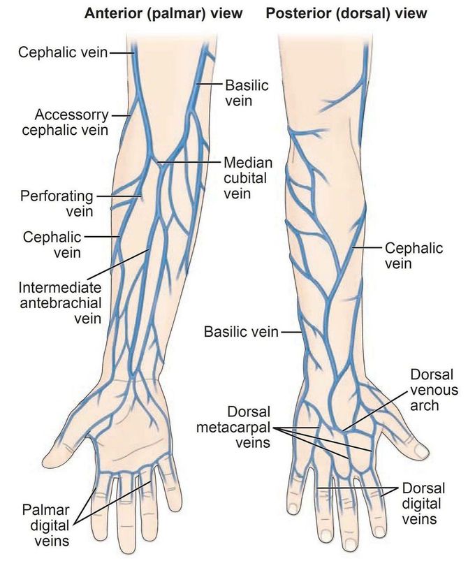 Venous System