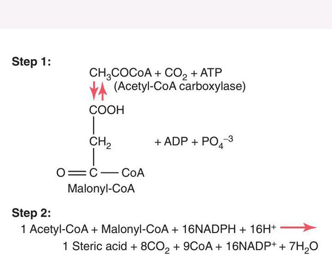 Conversion of AcetylCoA Into Fatty Acids