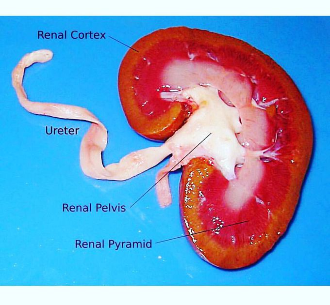 real kidney