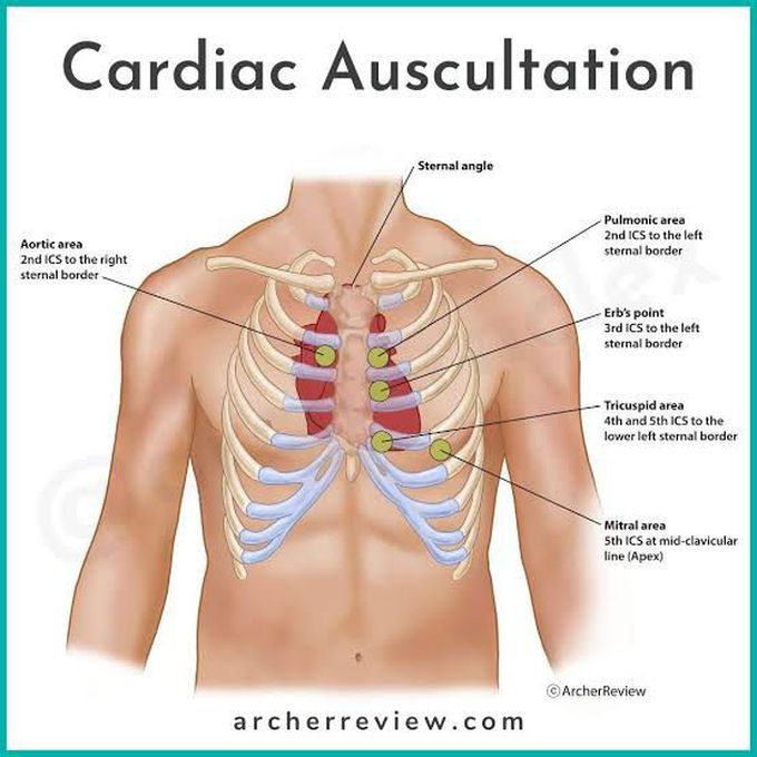 Cardiac Auscultation