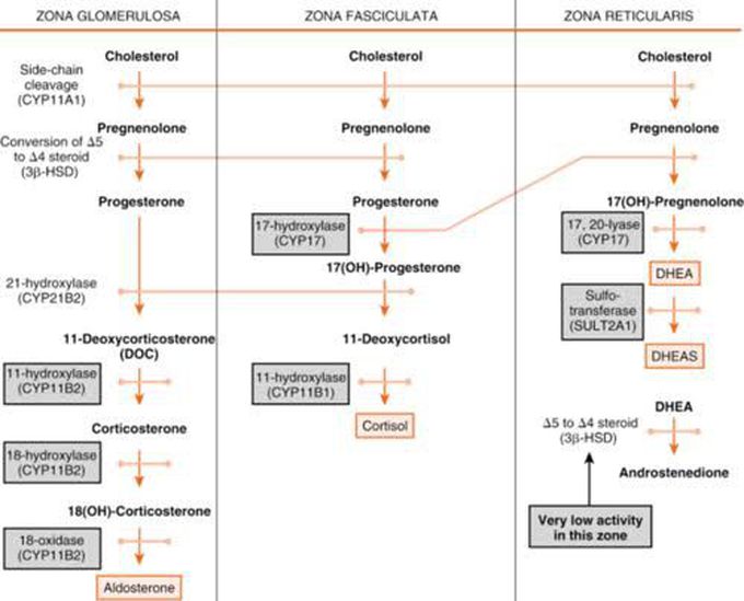 Synthesis of Adernal hormones