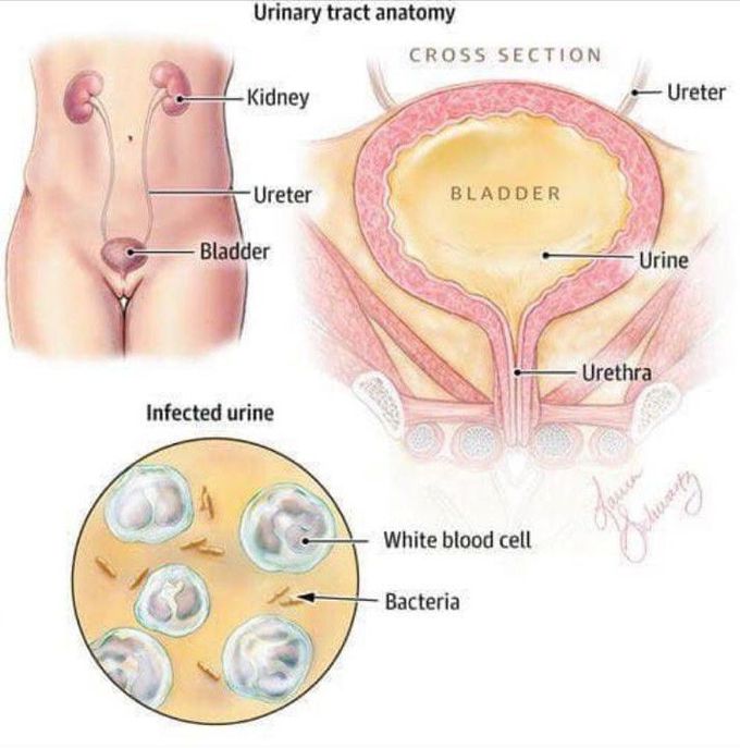 Urinary tract anatomy