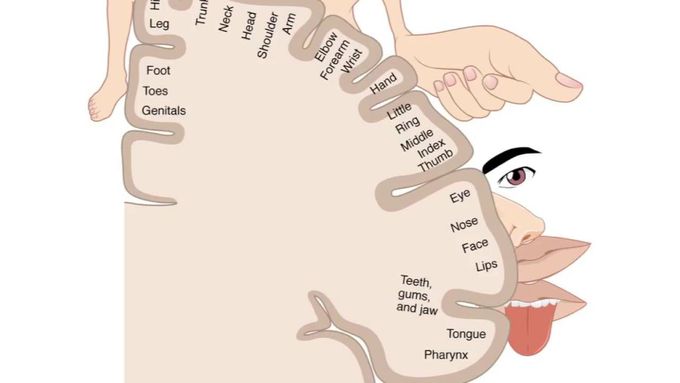 Somatosensory and Motor Homunculi