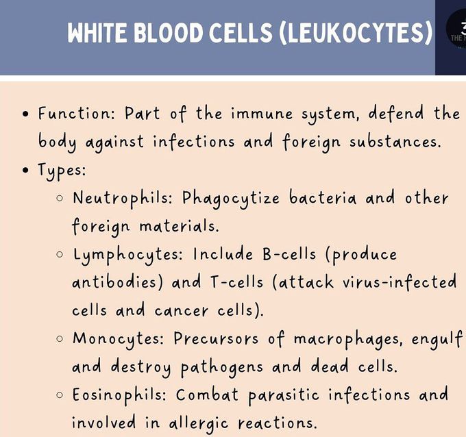 White Blood Cells