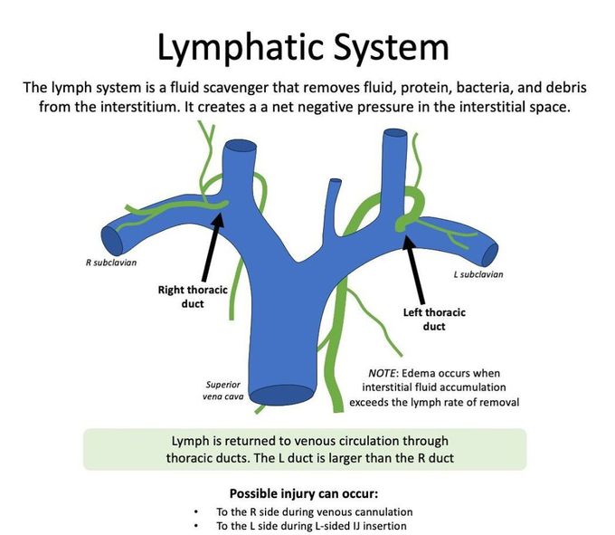 Lymphatic System