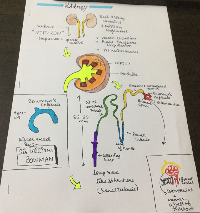 Studying about kidney