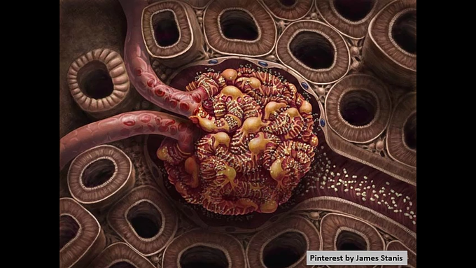 Glomerulus 🌻