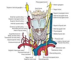 Neck Anatomy - Medizzy