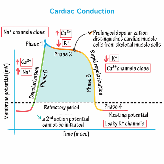 Myocardial Action Potential