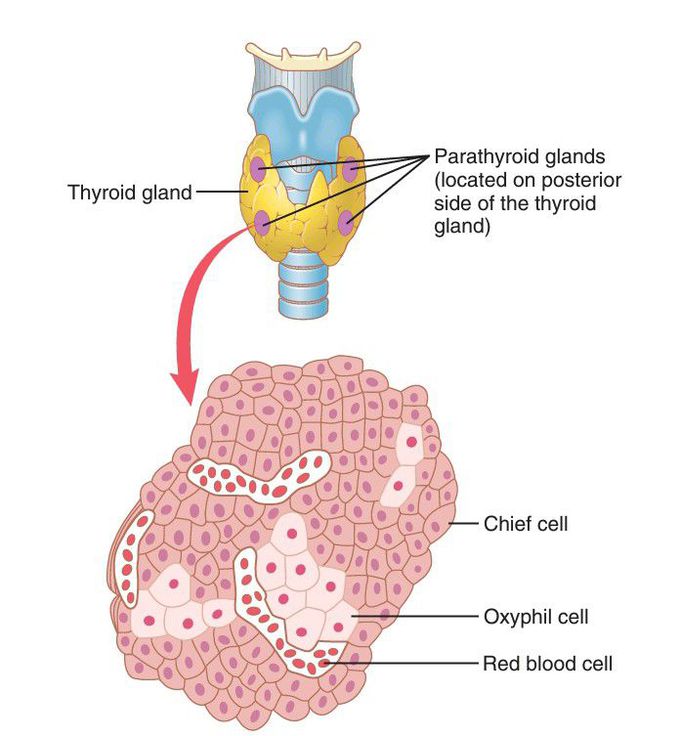 Parathyroid glands