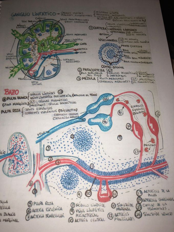 Histologia