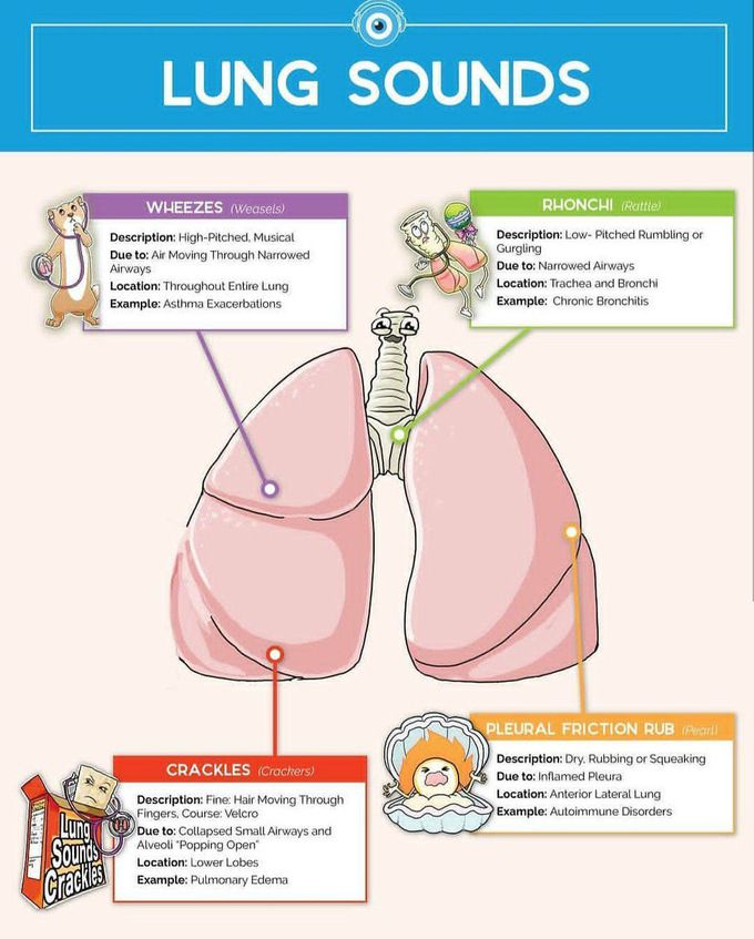 Lungs sounds
