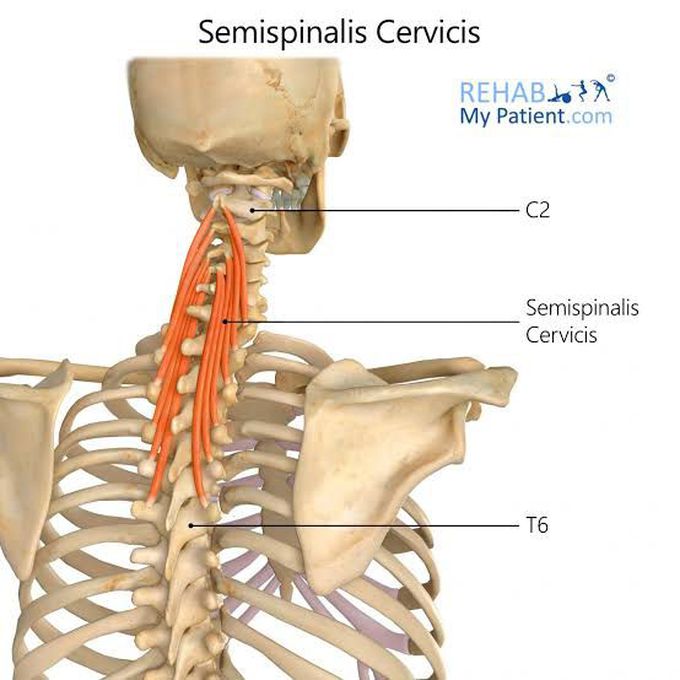 Semispinalis cervicis