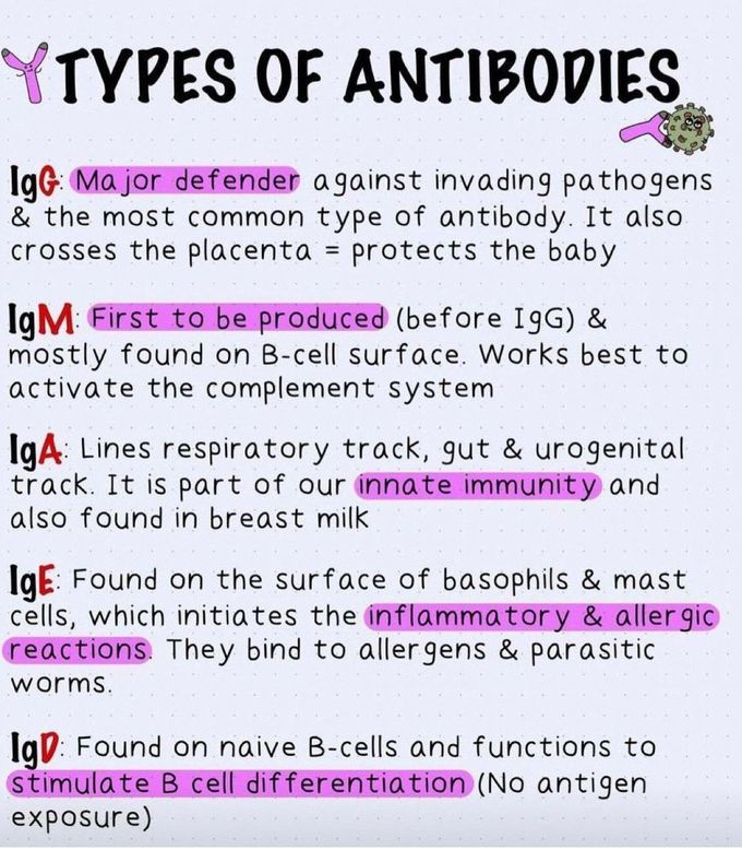 Types of Antibodies
