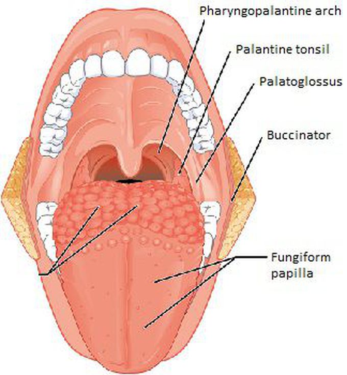 Palatoglossus