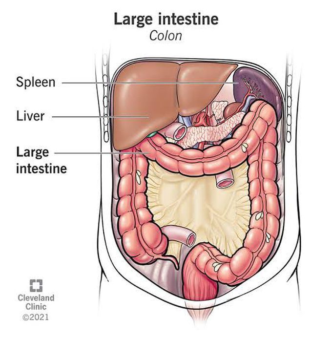 Large intestine