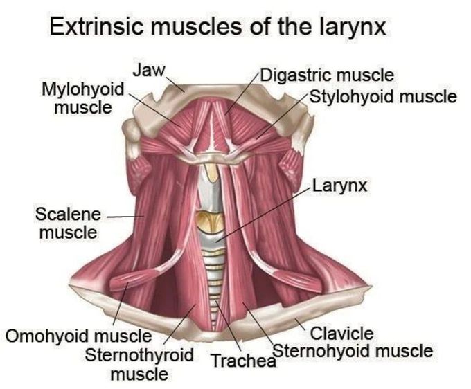 Extrinsic Muscles of the Larynx