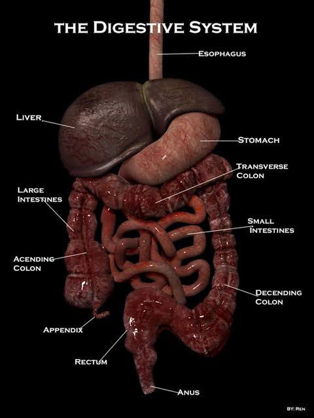 real human digestive system