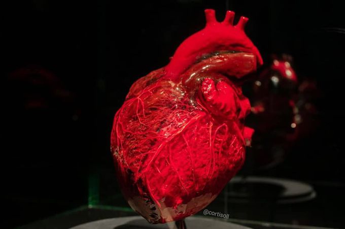 Cardiovascular System