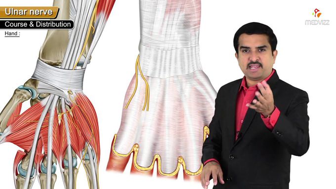 Ulnar nerve Anatomy: Origin, Course, Branches, Cubital Tunnel Syndrome, Guyon's canal syndrome