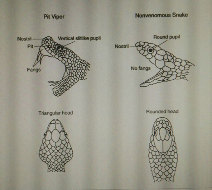 Pit viper vs nonvenoumous snake