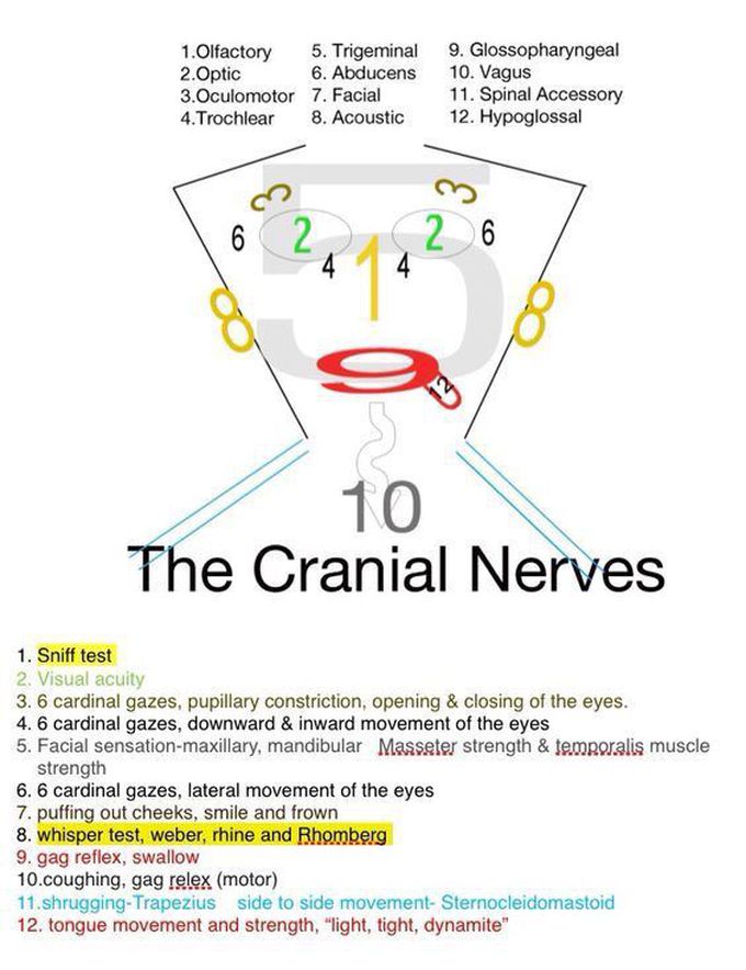 Cranial Nerves