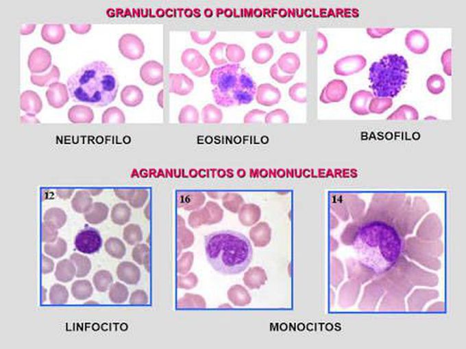 PMN / MONONUCLEARES