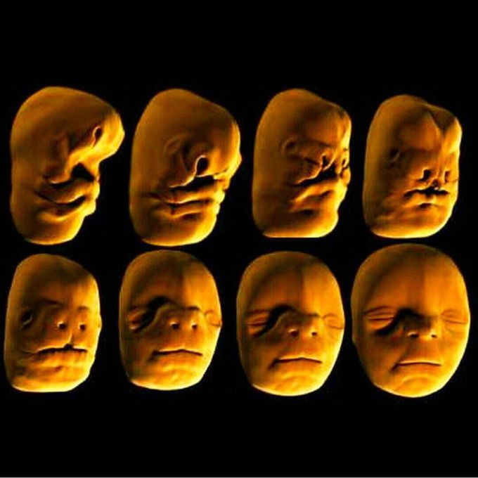 Human face development