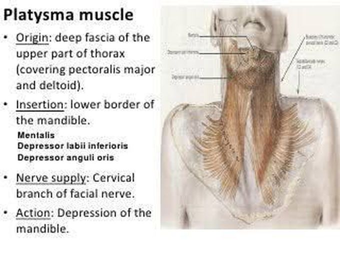 Functin of platysma