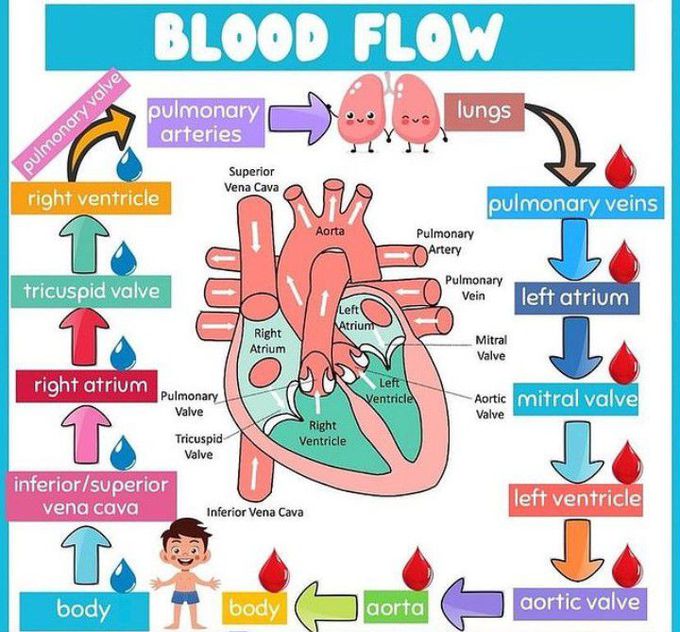 Blood Flow