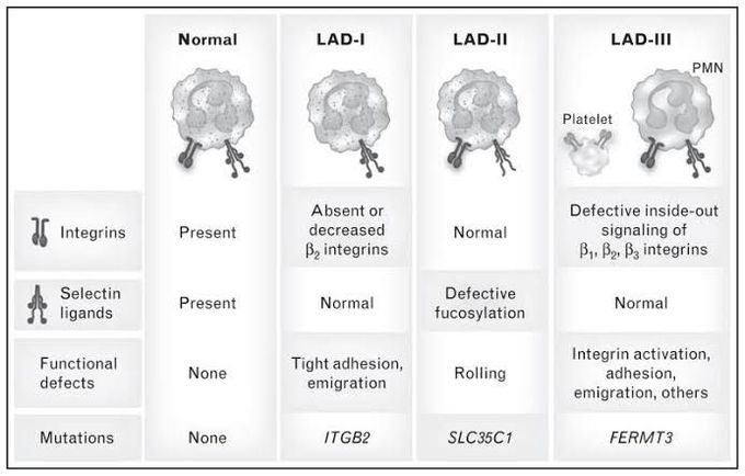 Leukocyte Adhesive Syndrome